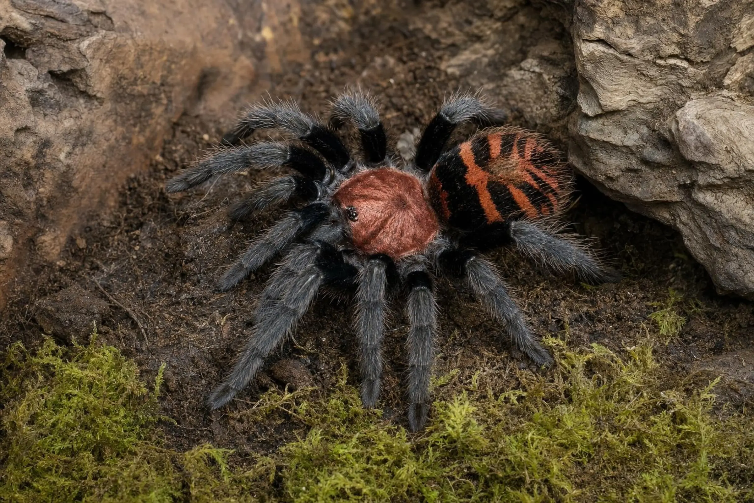 Mygale à bandes rouges du Guatemala, Davus pentaloris