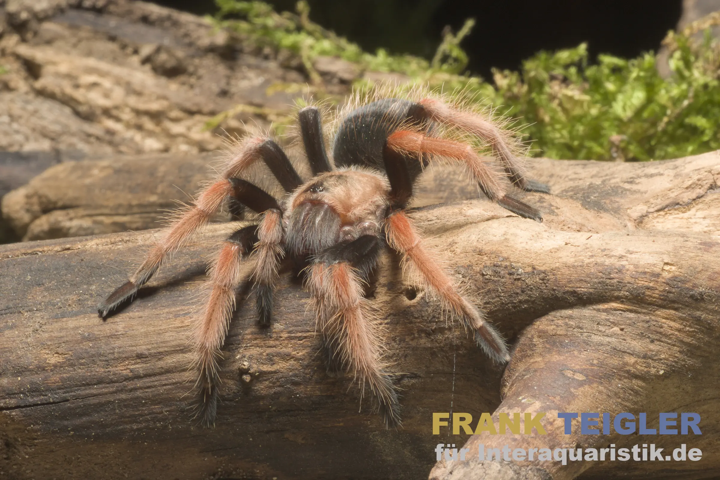 Mygale mexicaine à pattes de feu, Brachypelma boehmei