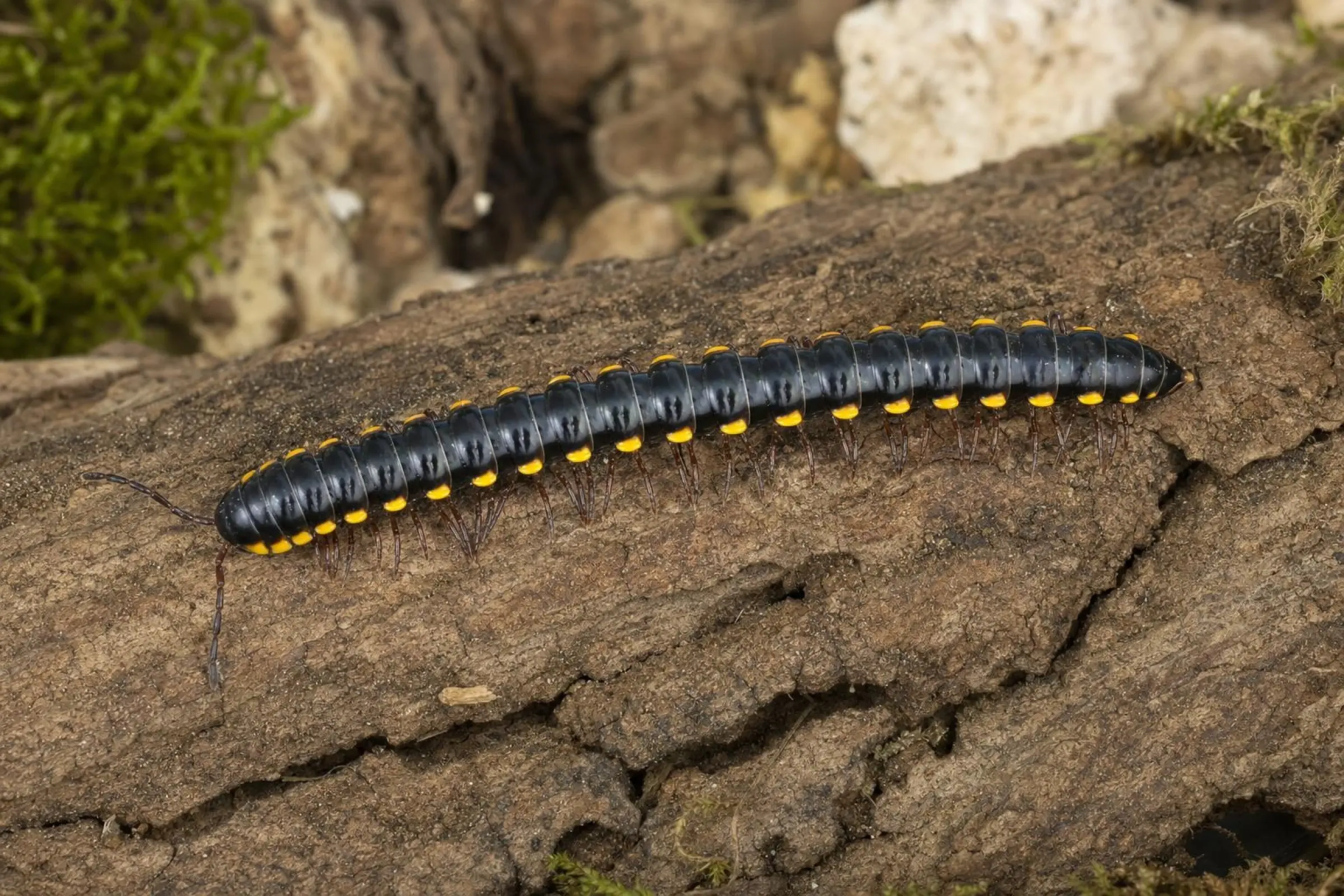 Polydesme à bord jaune, Anoplodesmus saussurii