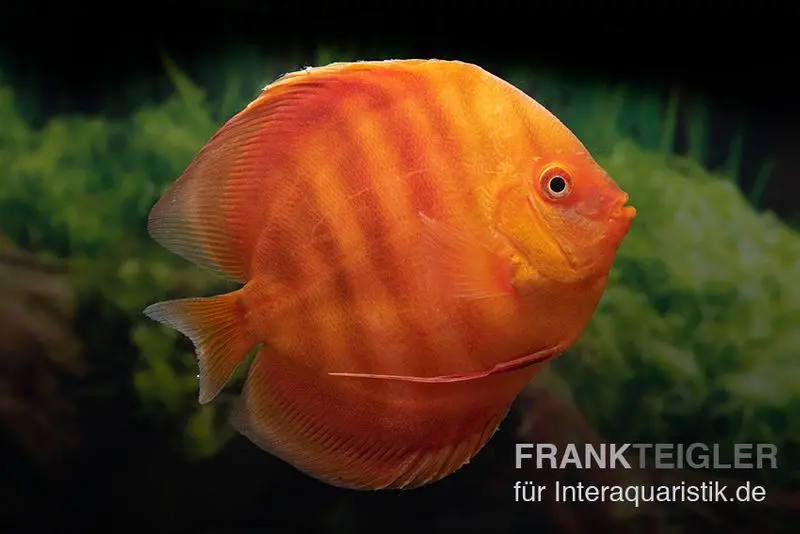 Discus élevage asiatique, Symphysodon discus Solid red (San merah)