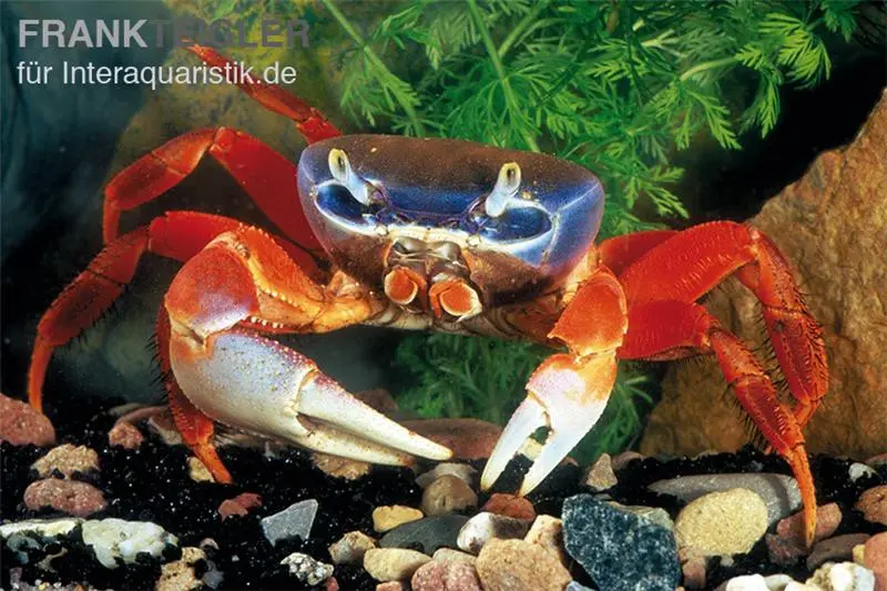 Crabe arlequin, Cardisoma armatum, sélection aléatoire