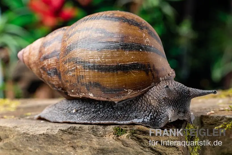 Escargot géant tigre, Achatina achatina