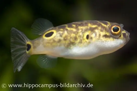 Poisson-globe à tache ocellée, Tetraodon biocellatus