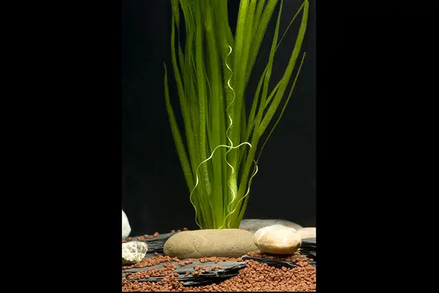 Vallisnérie spiralée, Vallisneria spiralis, en botte