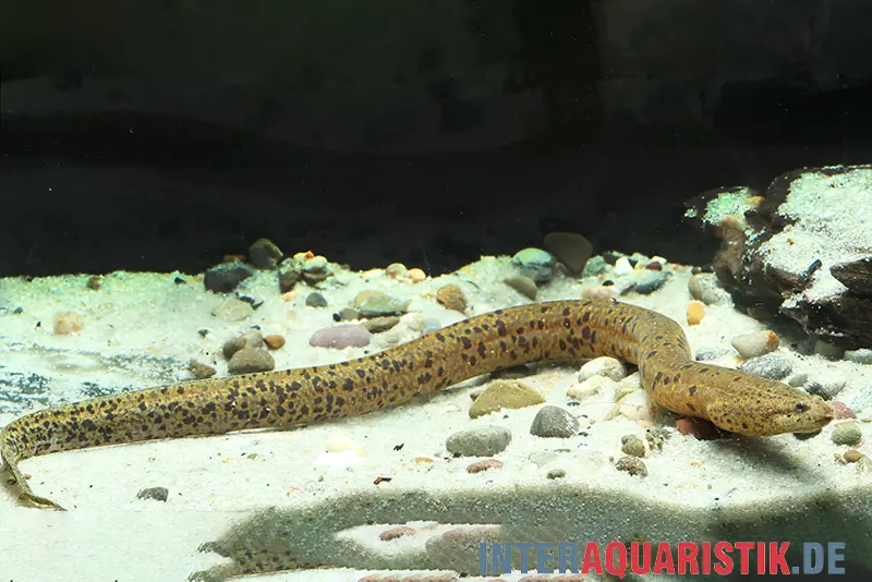 Anguille à fentes branchiales, Synbranchus marmoratus Pérou, 12-20 cm