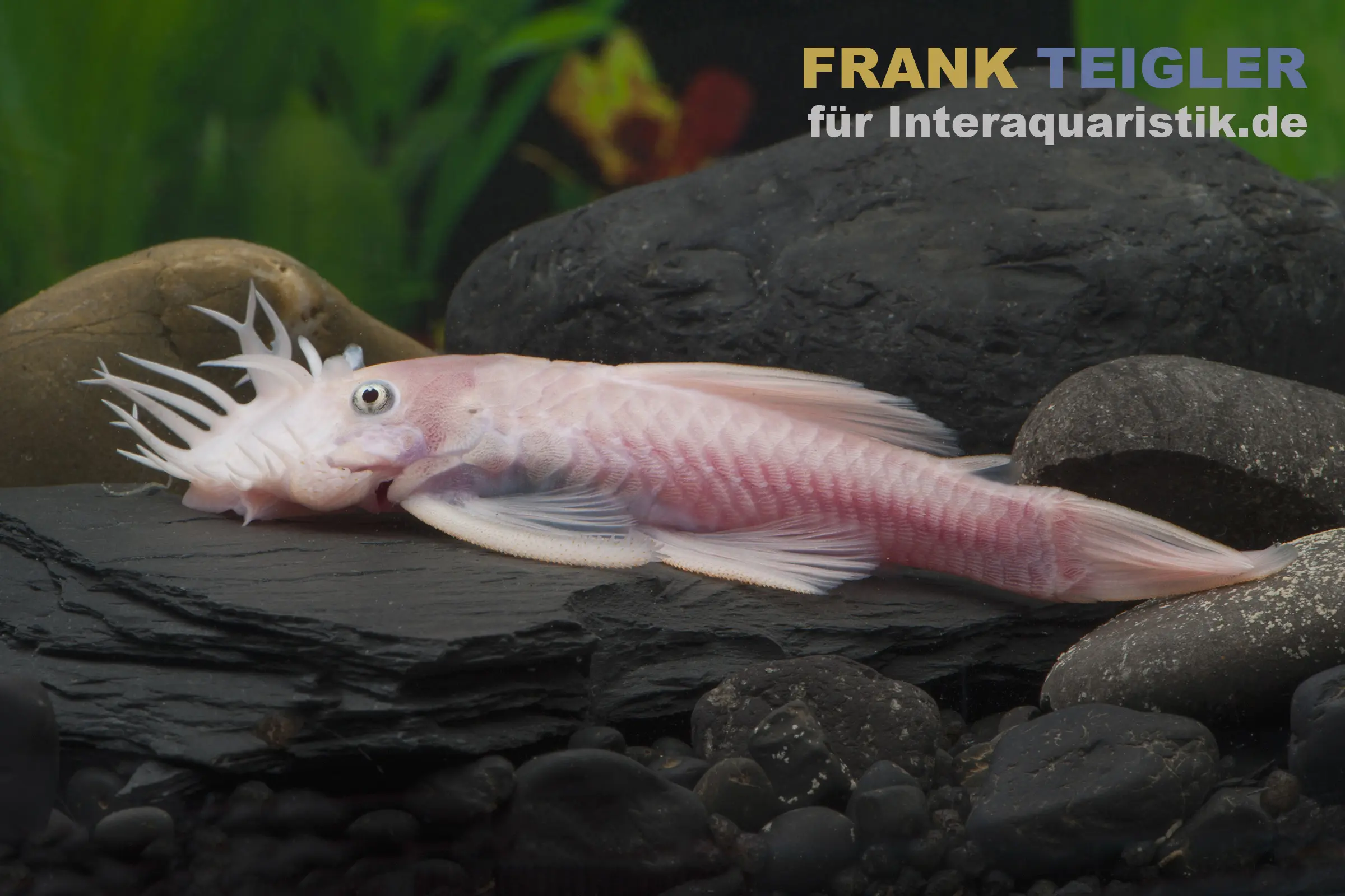 Ancistrus blanc, Ancistrus sp. Blanc (Black Eyes)