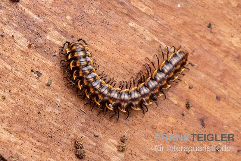 Mille-pattes « Khao Luang », Orthomorpha sp. « Khao Luang »