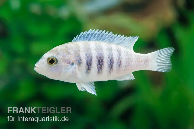 Labidochromis spec. CHISUMULAE MBWECA THUMBI, 4-5 cm