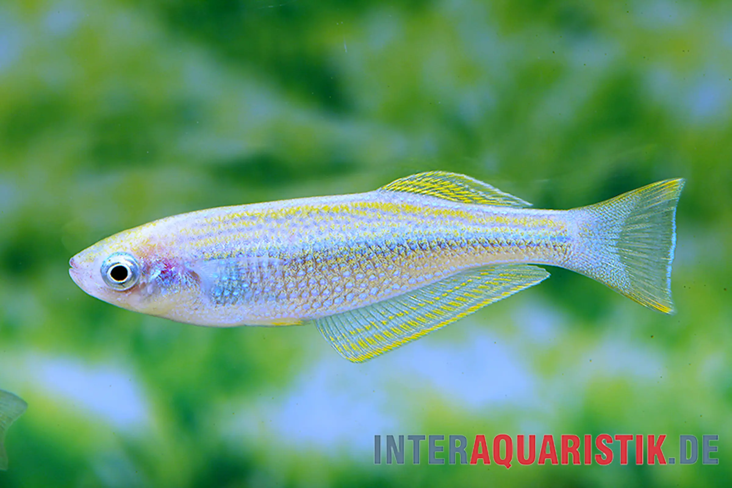 Poisson-lanterne du Tanganyika, Lamprichthys tanganicanus
