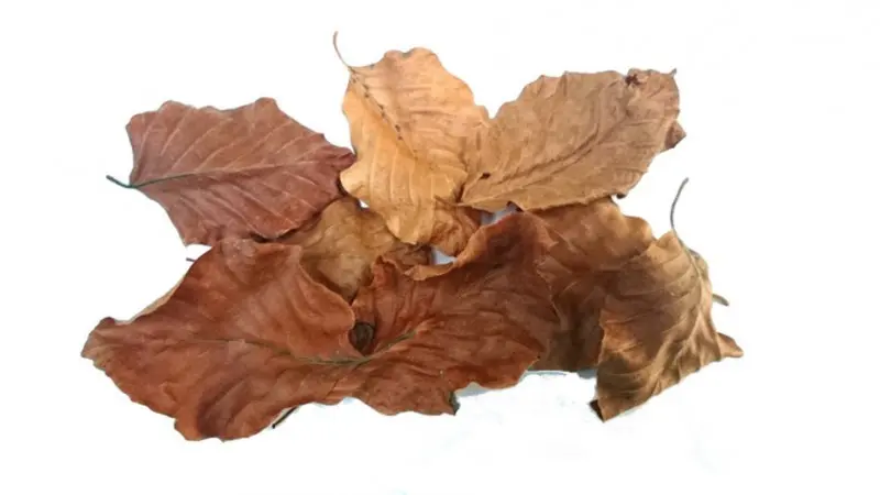 Feuilles de hêtre, litière de hêtre, 40 pièces