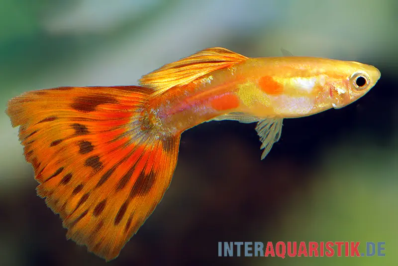 Guppy Pigeon Blood, Poecilia reticulata, par couple