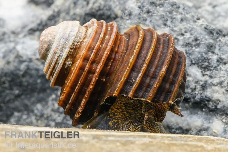 Escargot turbo, Celetaia persculpta