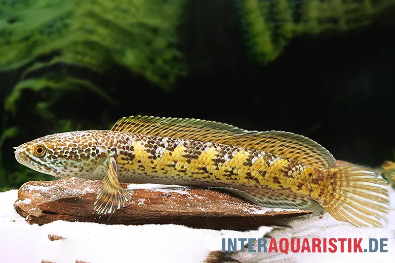 Tête-de-serpent à taches dorées, Channa aurantimaculata