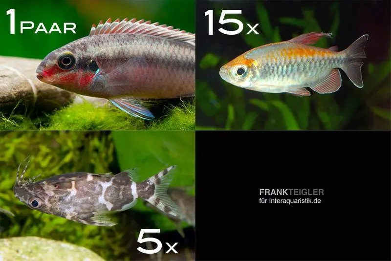Assortiment de poissons d’ornement Afrique à partir de 120 cm