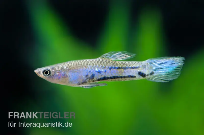 Micropoecilia bleu, Micropoecilia parae melanzona BLUE (mini-poisson)