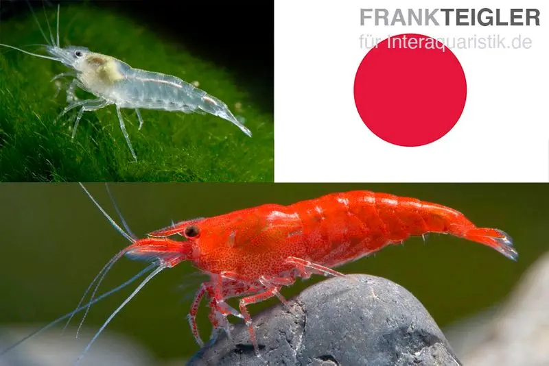 Lot : set de crevettes naines "Japon", 10 x Sakura Red + 10 x crevettes White Pearl