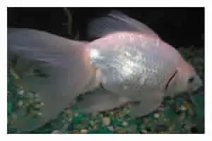 Queue de voile Platinum blanche, Carassius auratus (eau froide)