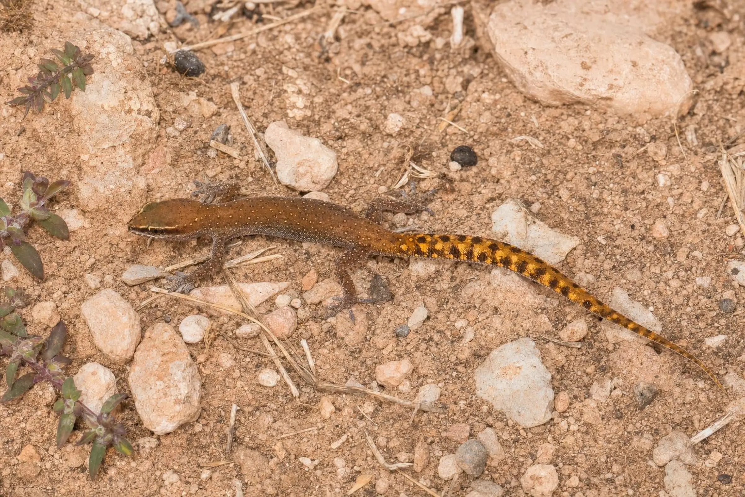 Gecko à doigts de lézard marocain, Saurodactylus brosseti