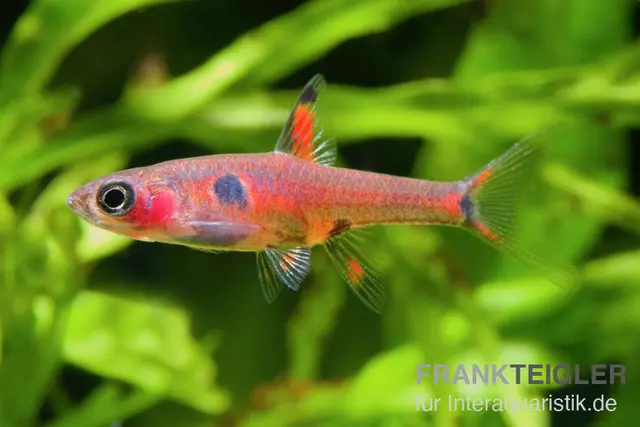 Rasbora nain fraise, Boraras naevus