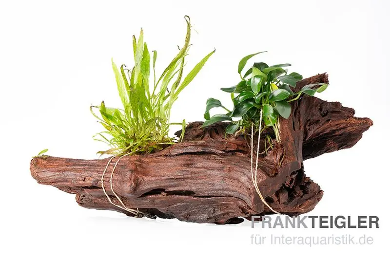 Anubias var. nana et Microsorum sur racine, env. 21 x 7 x 15 cm