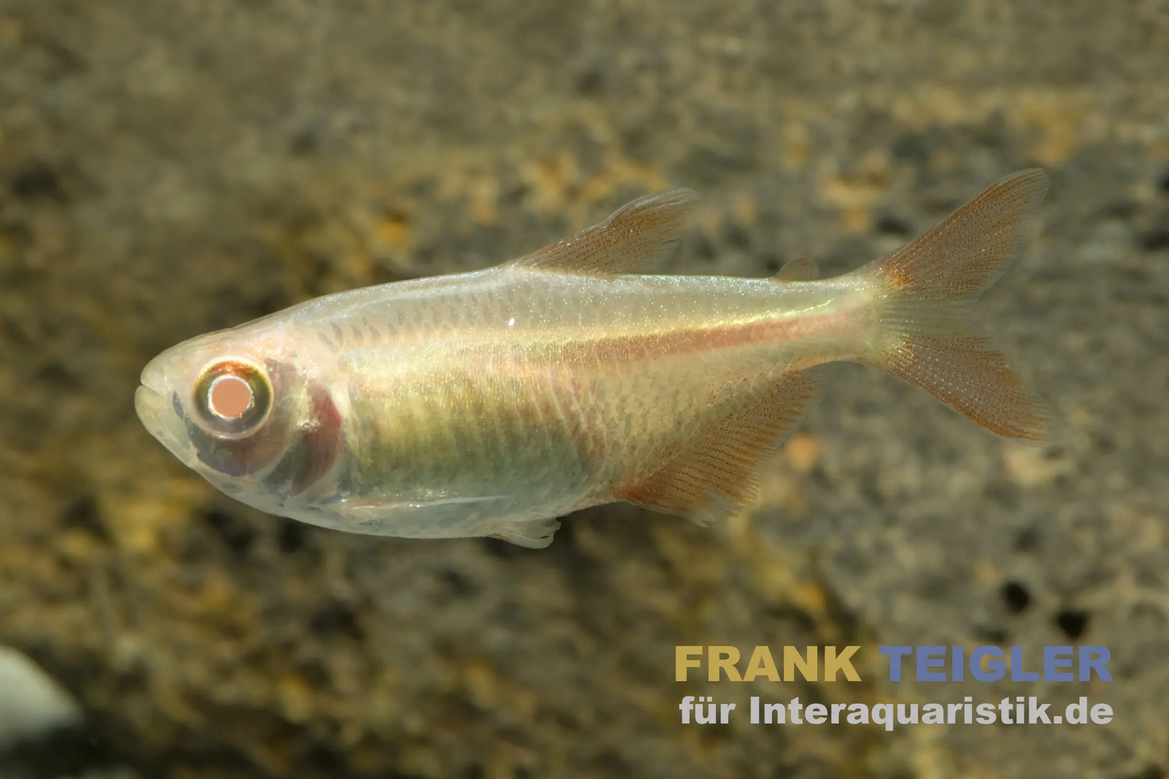 Tétra à tache losangée doré, Hemigrammus caudovittatus Albino