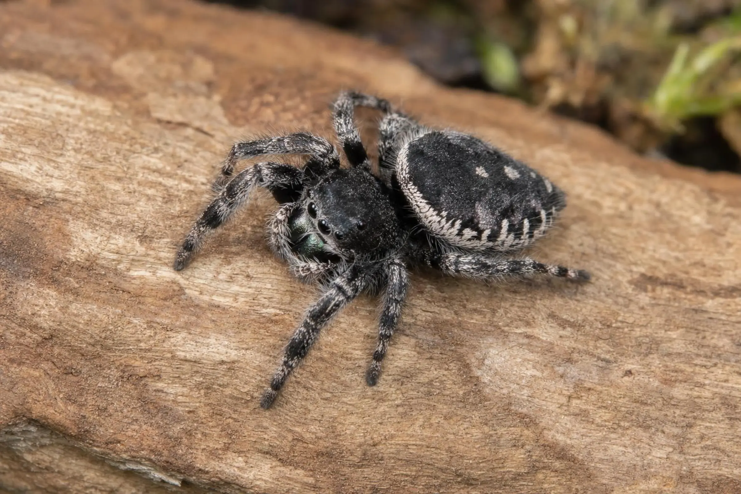 Saltique pourpre marbrée, Phidippus purpuratus