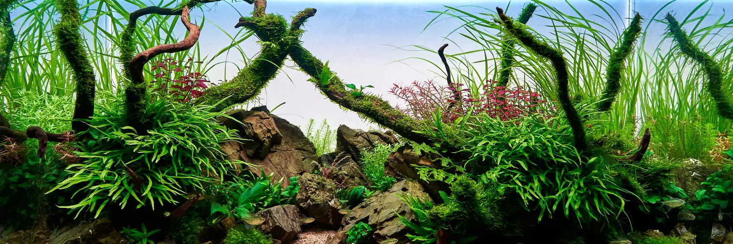 Banner für Aquarienpflanzen bei Interaquaristik mit hübschem Aquascape