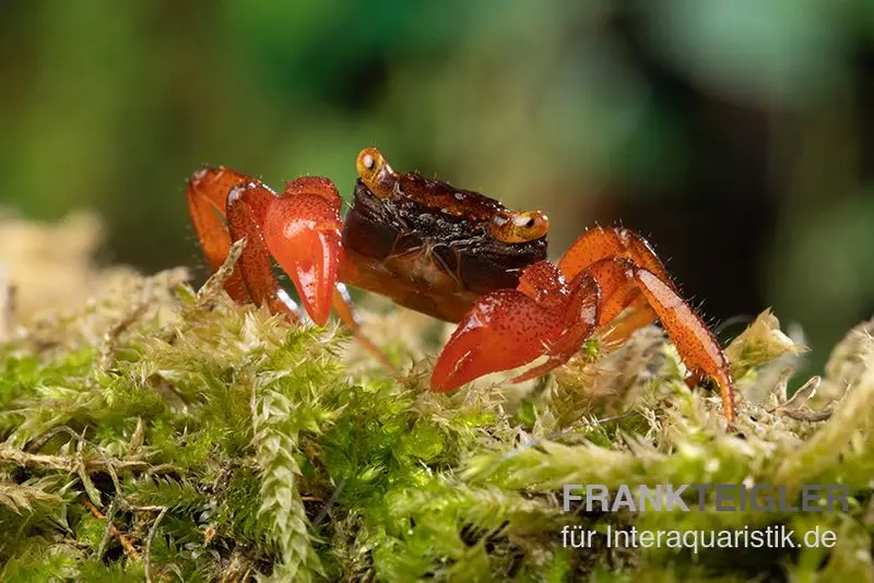 Crabe vampire rubis, Geosesarma sp. nov. « Red Ruby »