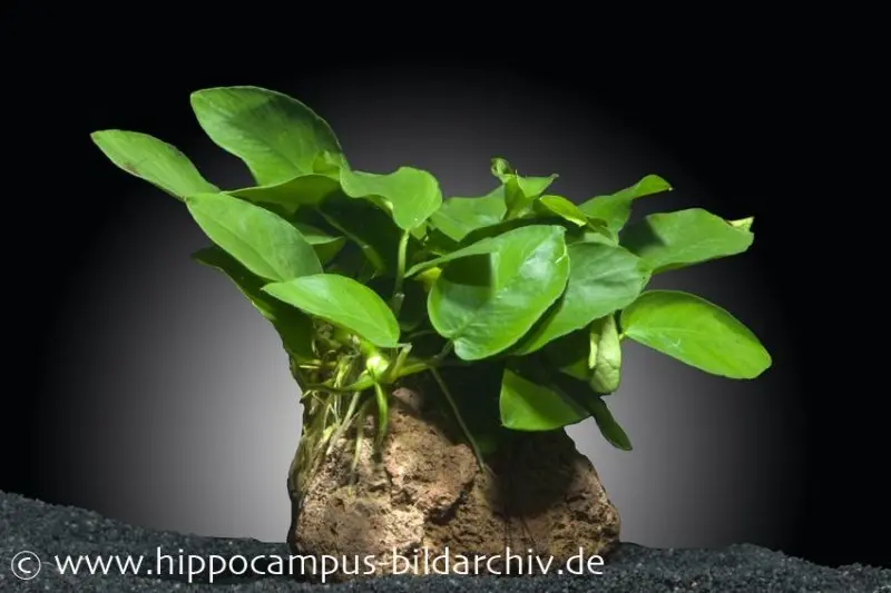 Petite anubias, Anubias nana, sur pierre de lave 5-8 cm