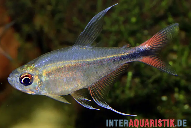 Tétra phénix, Hyphessobrycon filamentosus (Hemigrammus)