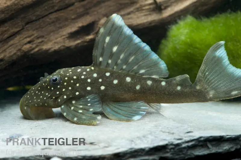 Pléco fantôme bleu, Hemiancistrus spec. L128, 3-5 cm
