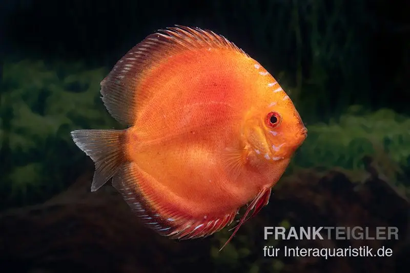 Discus élevage asiatique, Symphysodon discus Super Red pigeon blood