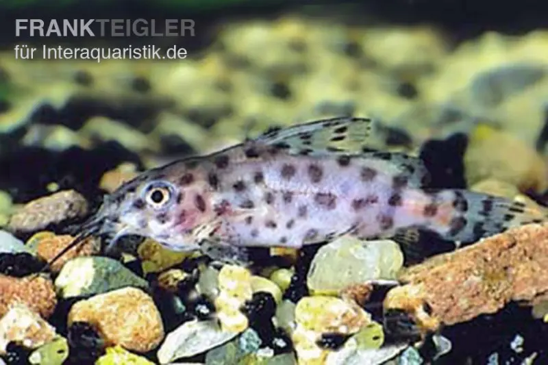 Silure à barbillons plumeux du Cameroun, Synodontis velifer