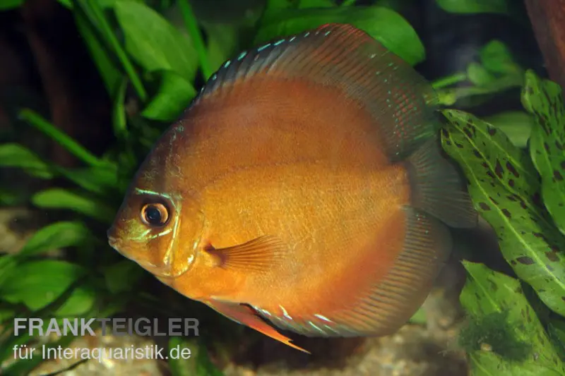 Discus élevage asiatique, Symphysodon discus Brown (Classic brown, Red)