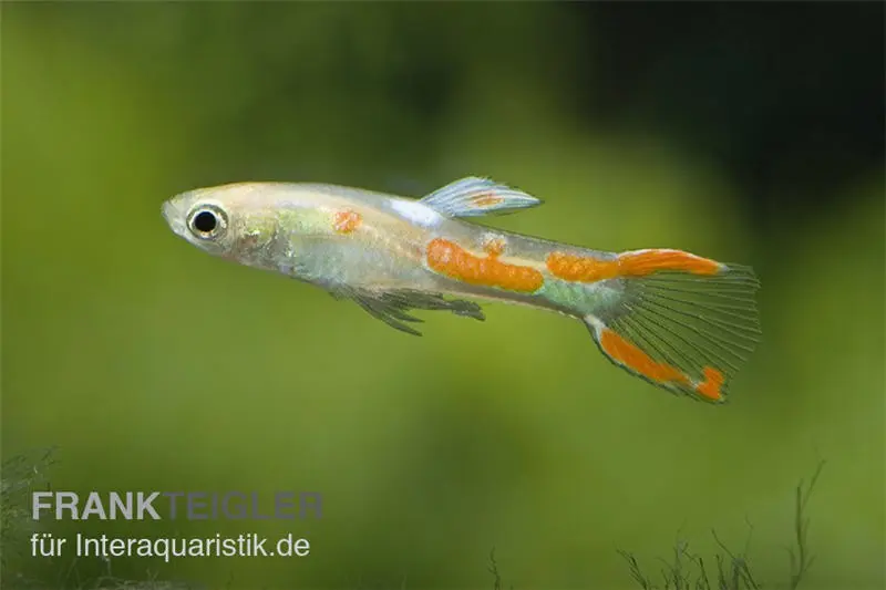 Endler-Guppy gold, Poecilia wingei gold, vendu par couple