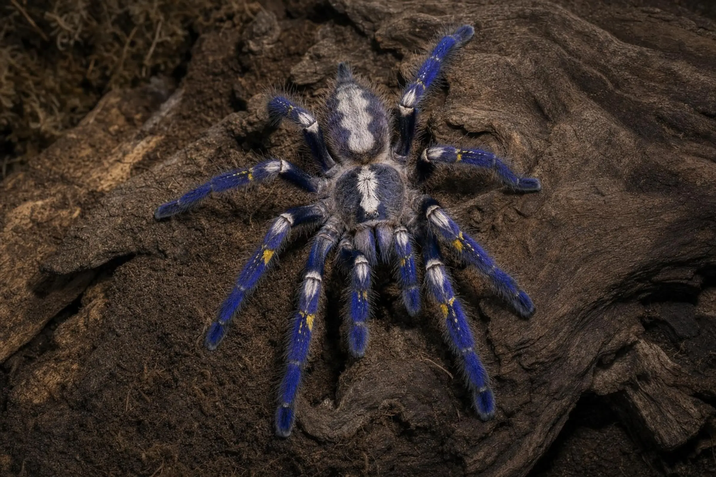 Mygale ornementale saphir de Gooty, Poecilotheria metallica
