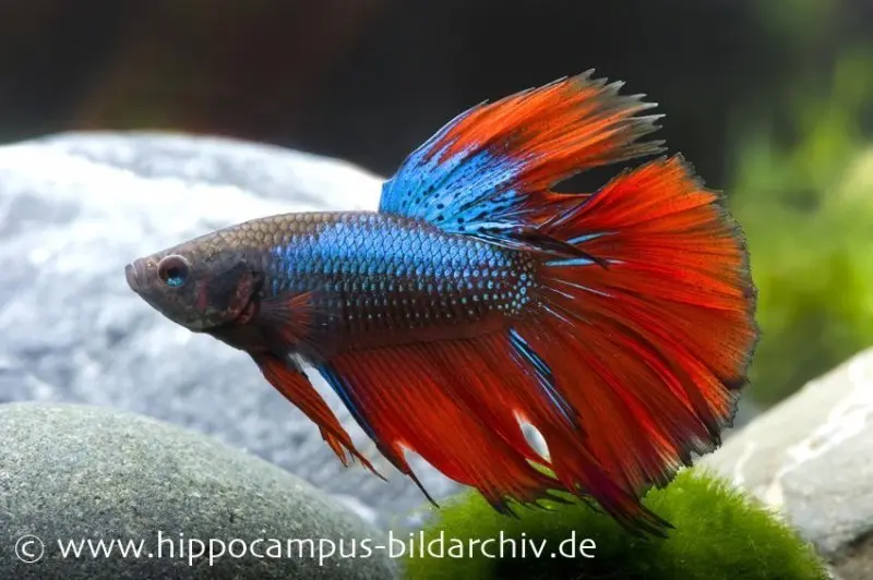 Combattant Halfmoon bleu-rouge, mâle, Betta splendens (Dragon Blue)