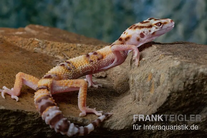 Gecko léopard, Eublepharis macularius, RAINWATER ALBINO