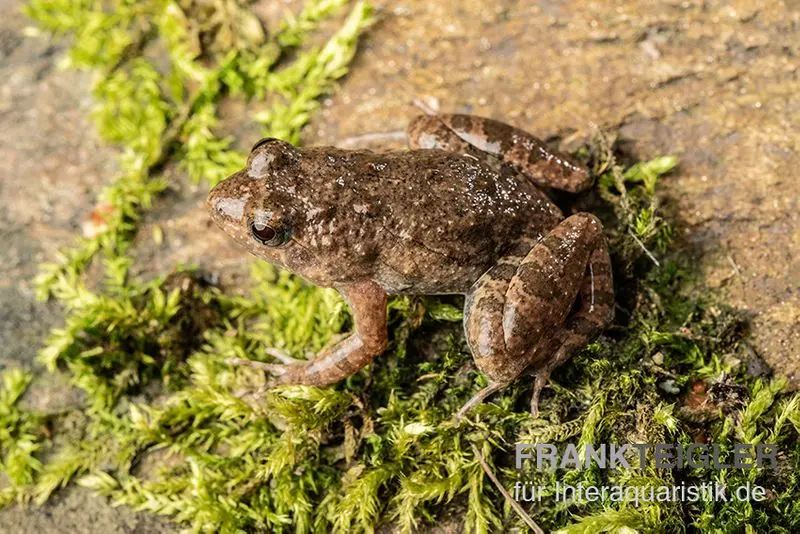 Grenouille des mares, Phrynobatrachus calcaratus