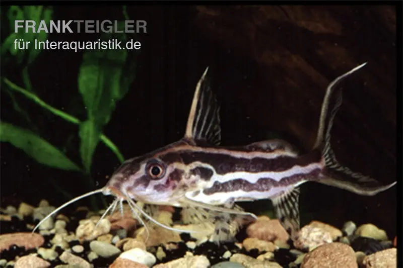 Silure Synodontis à bande jaune, Synodontis flavitaeniatus