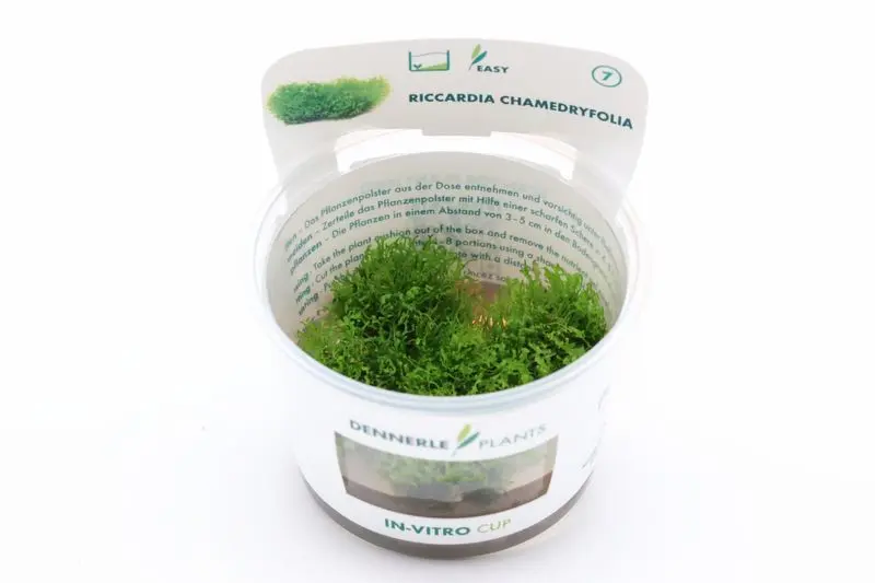 Mousse corail, Riccardia chamedryfolia, In Vitro