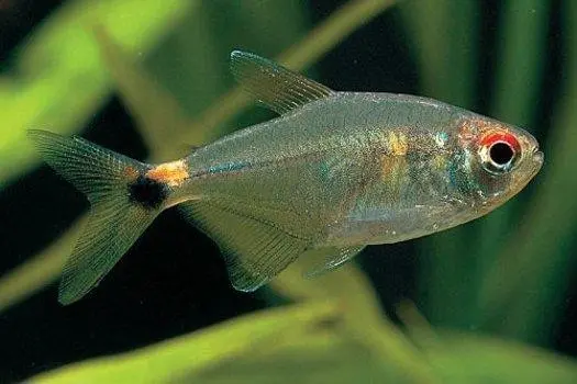 Tétra feu de position, Hemigrammus ocellifer, 2-3 cm