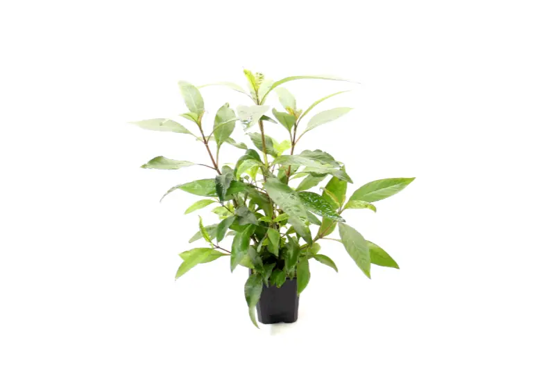 Hygrophila à deux bandes, Hygrophila corymbosa, plante mère XXL
