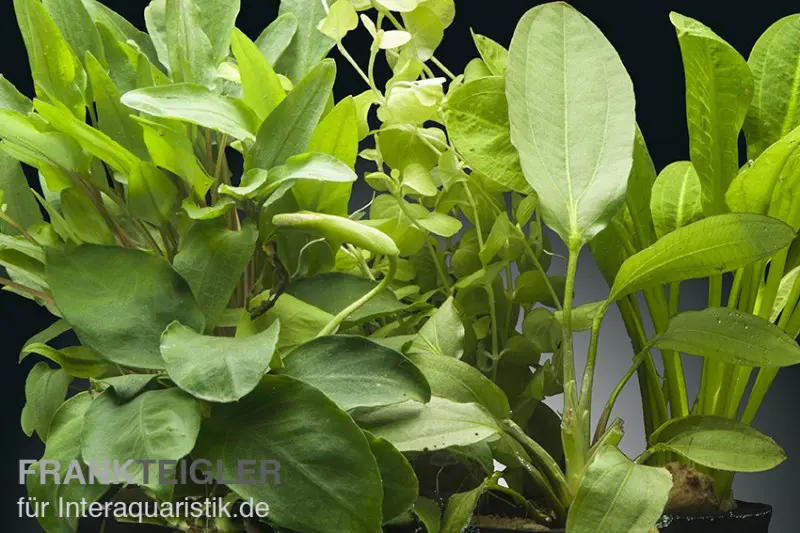 Set de plantes d’aquarium Daintree, 5 pots, set de plantes d’aquarium
