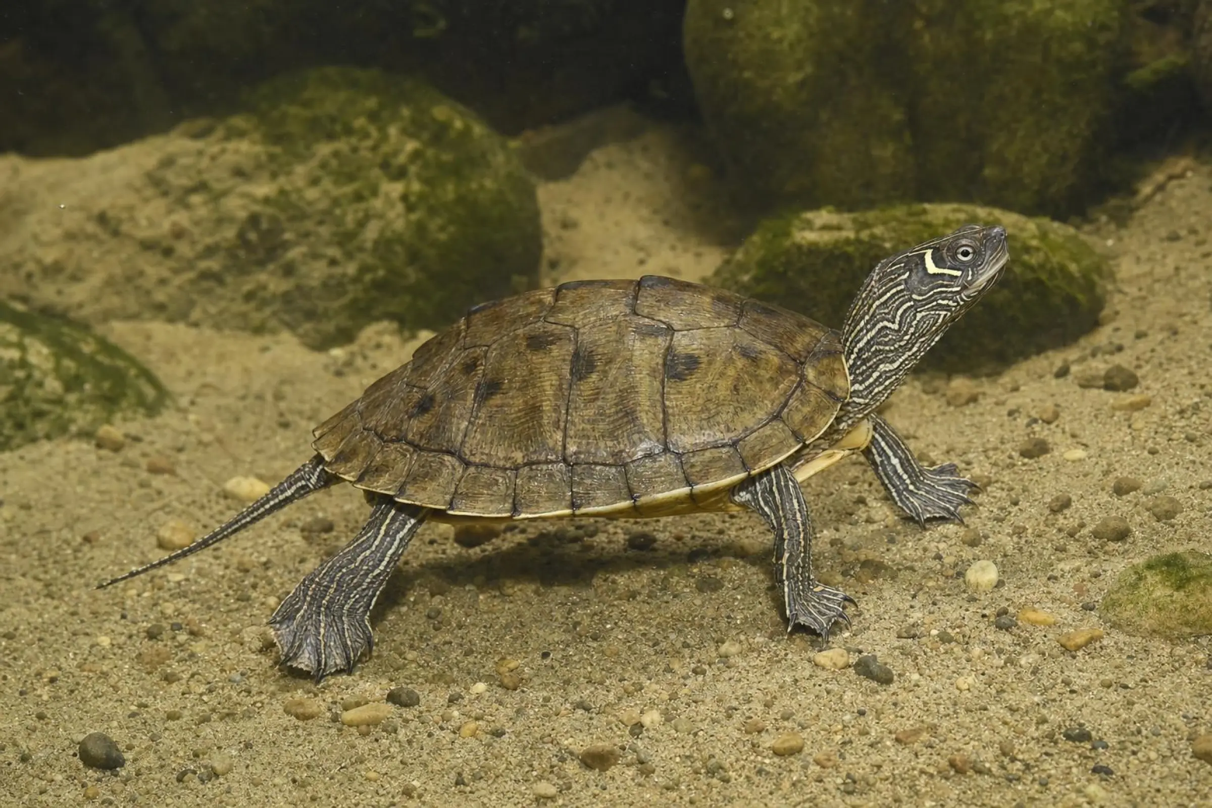 Tortue géographique bossue du Mississippi, Graptemys p. kohnii