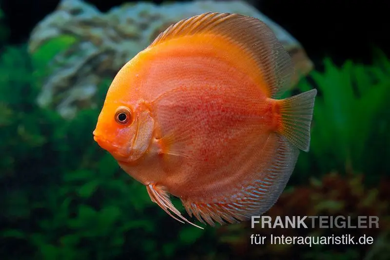 Discus élevage asiatique, Symphysodon discus Red Panda