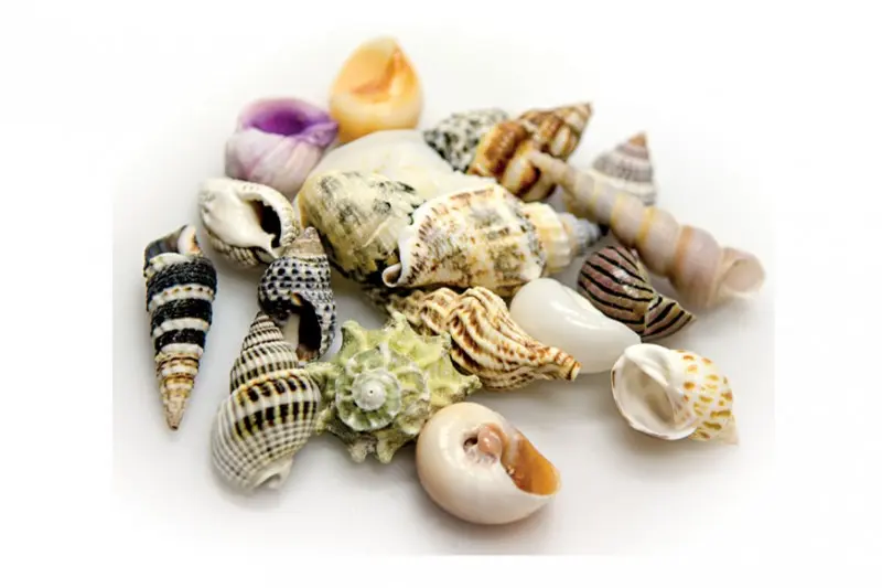 Hobby Sea Shells Set S (20 pièces)