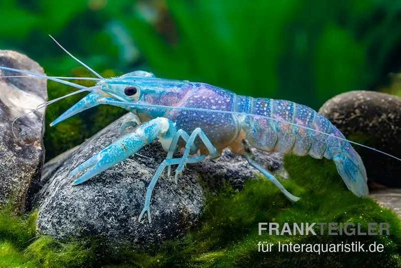 Écrevisse à pinces rouges bleue, Cherax quadricarinatus