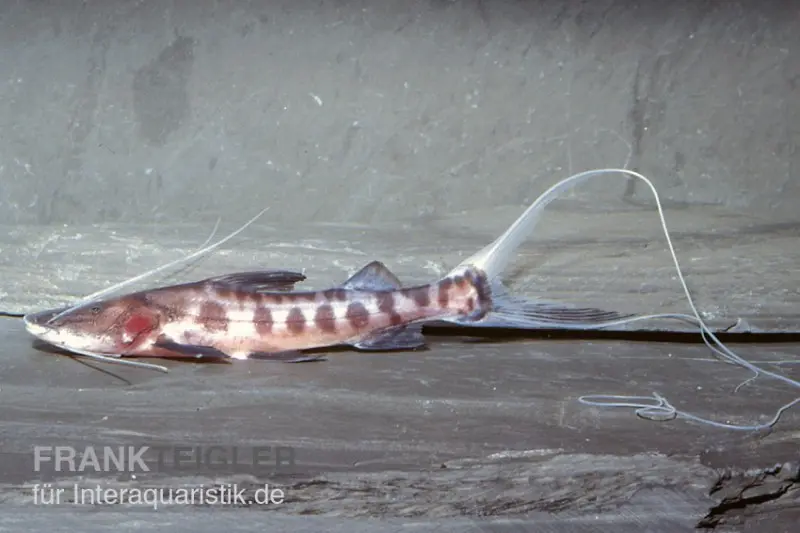 Silure zébré à bandes dorées, Brachyplatystoma juruense