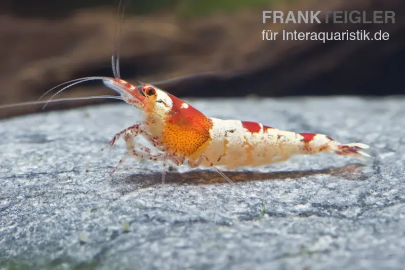 Crevette Red Bee Hinomaru, grade SS-SSS, Caridina logemanni